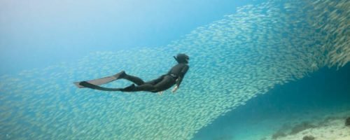 A woman freediver swim underwater with a very big school of fishes in blue pacific ocean. Kingdom of Tonga.